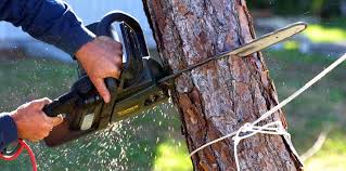 Best Emergency Tree Removal  in Dunn Loring, VA