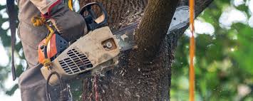 Best Stump Grinding and Removal  in Dunn Loring, VA