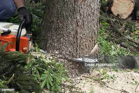 Best Tree Mulching  in Dunn Loring, VA