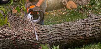 Best Root Management and Removal  in Dunn Loring, VA