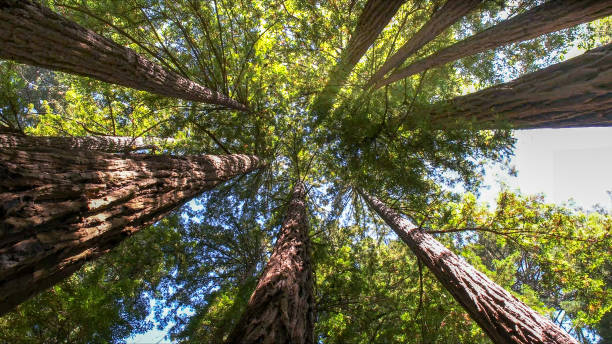 Best Tree and Shrub Care  in Dunn Loring, VA