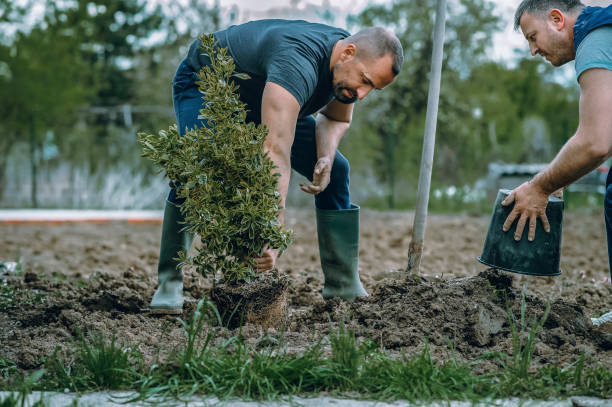 Best Pest Control for Lawns  in Dunn Loring, VA
