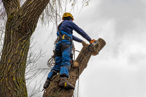  Dunn Loring, VA Tree Services Pros