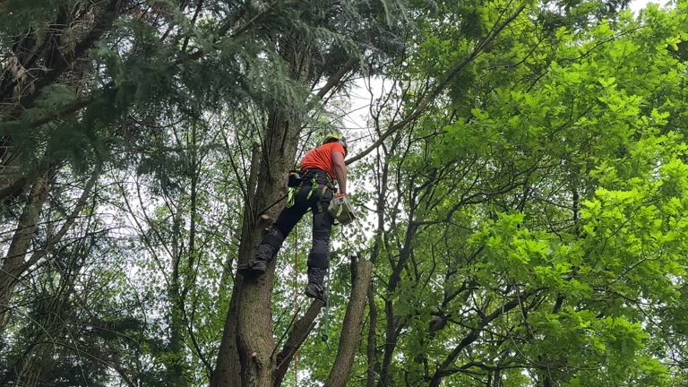 Best Commercial Tree Services  in Dunn Loring, VA
