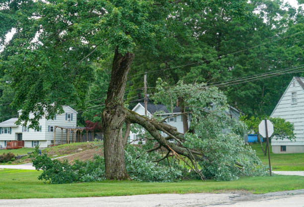 Best Root Management and Removal  in Dunn Loring, VA