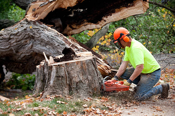 Best Hazardous Tree Removal  in Dunn Loring, VA