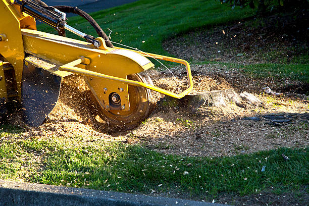 Best Sod Installation  in Dunn Loring, VA