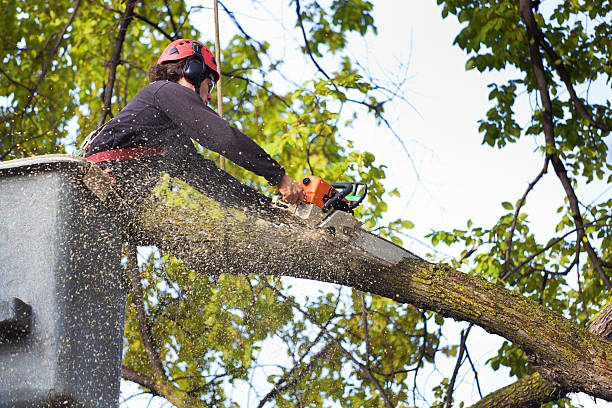 Professional Tree Services in Dunn Loring, VA