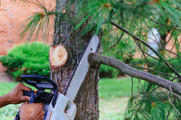 Best Hedge Trimming  in Dunn Loring, VA