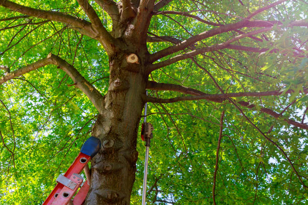 Best Tree Disease Treatment  in Dunn Loring, VA